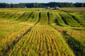 О порядке ликвидации несанкционированных свалок на землях сельскохозяйственного назначения Ставропольского края.