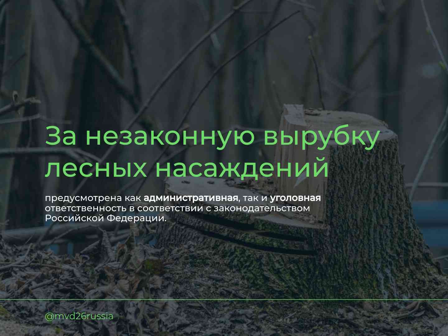 О том, какая ответственность предусмотрена законодательством за незаконную рубку лесных насаждений, в  информационных карточках.