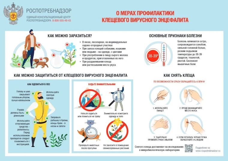 Меры профилактики клещевых инфекций. Меры профилактики клещевых инфекций.