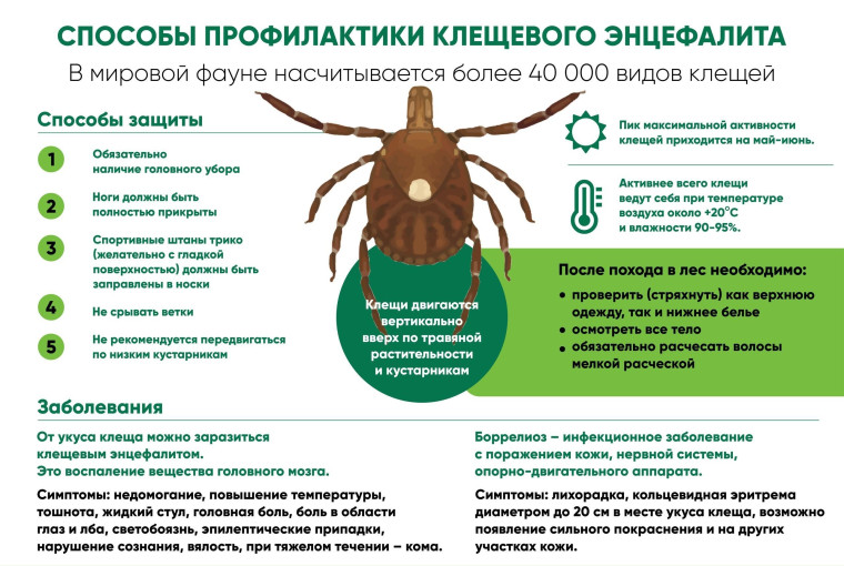 Меры профилактики клещевых инфекций. Меры профилактики клещевых инфекций.
